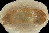 Fossil Fern (Macroneuropteris) Pos/Neg - Mazon Creek #121172-1